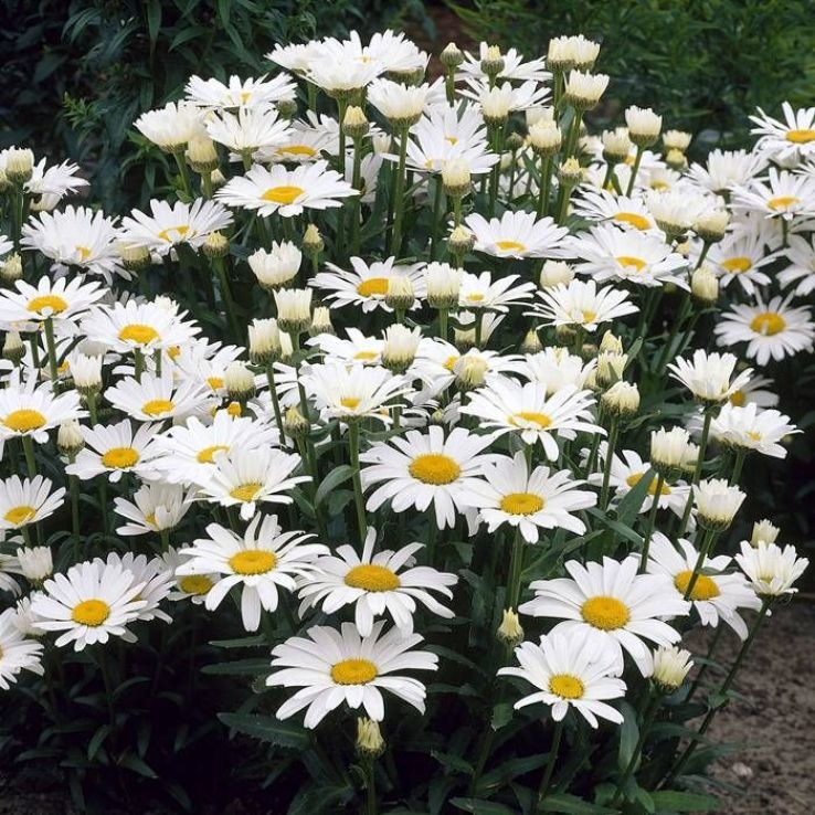 Leucanthemum maximum Alaska- маргаритка едроцветна (1631)